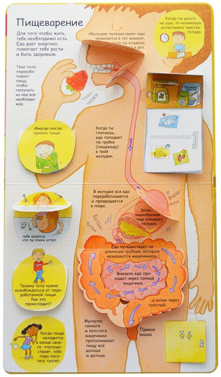 Волшебные створки «Секреты человека»