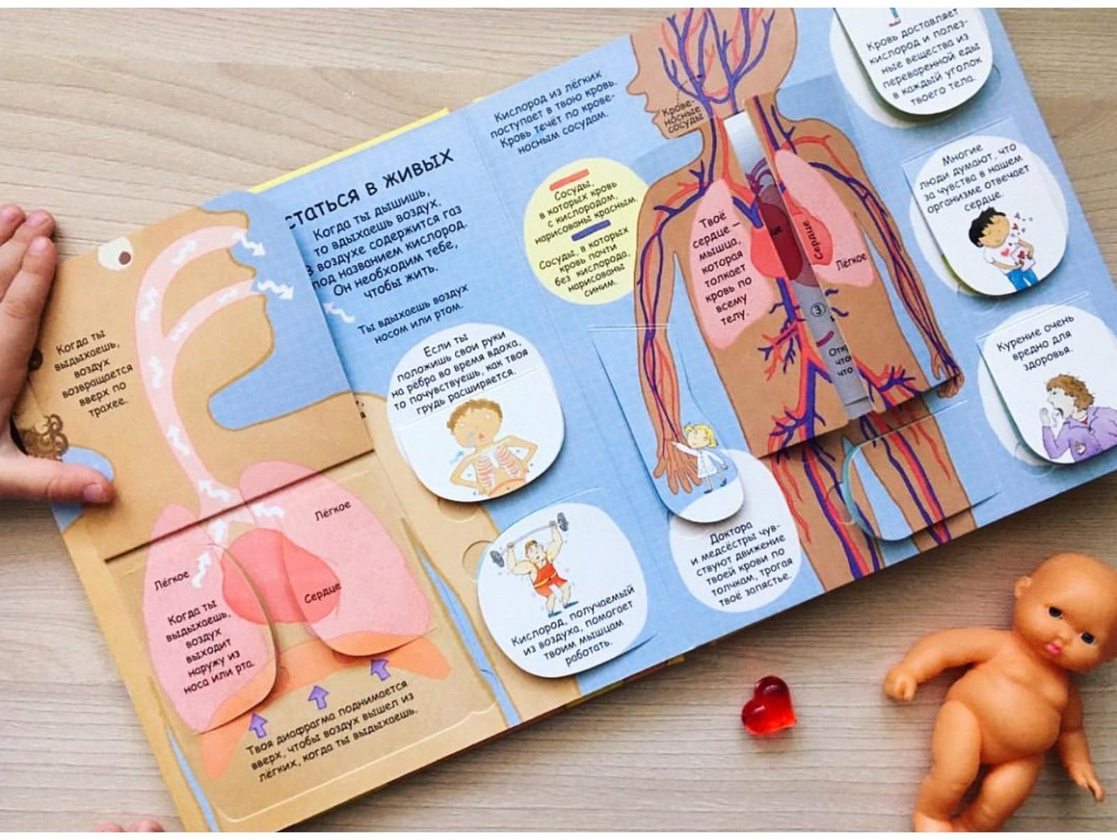 Волшебные створки «Секреты человека»