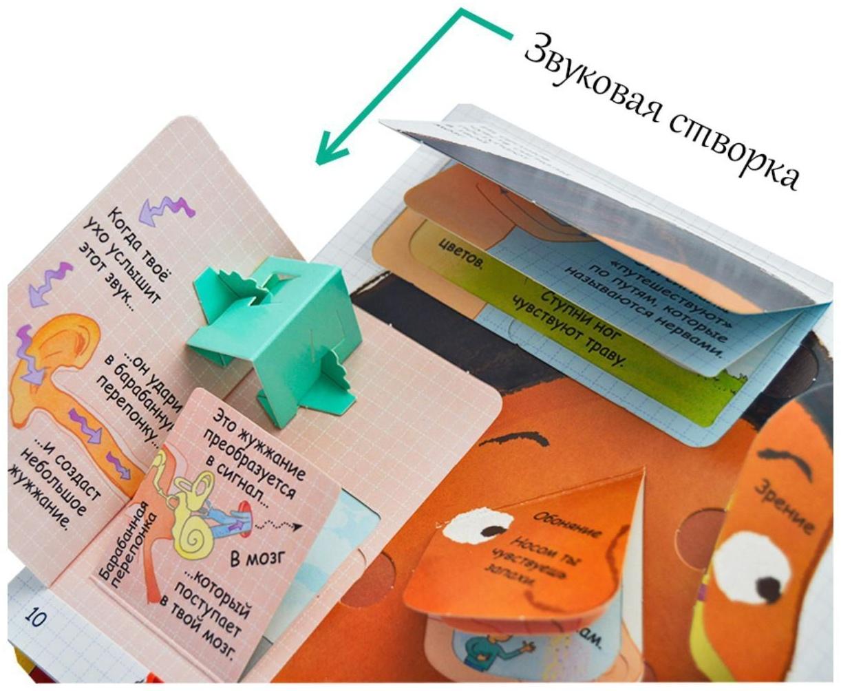 Волшебные створки «Секреты человека»