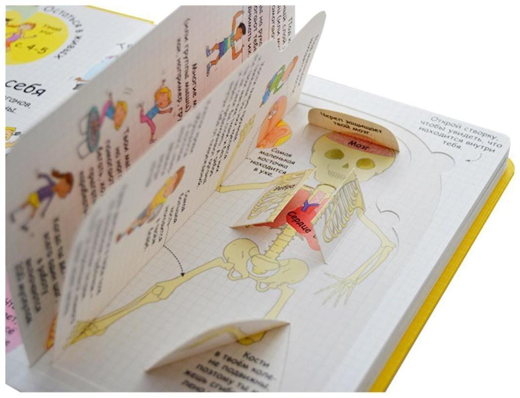 Волшебные створки «Секреты человека»