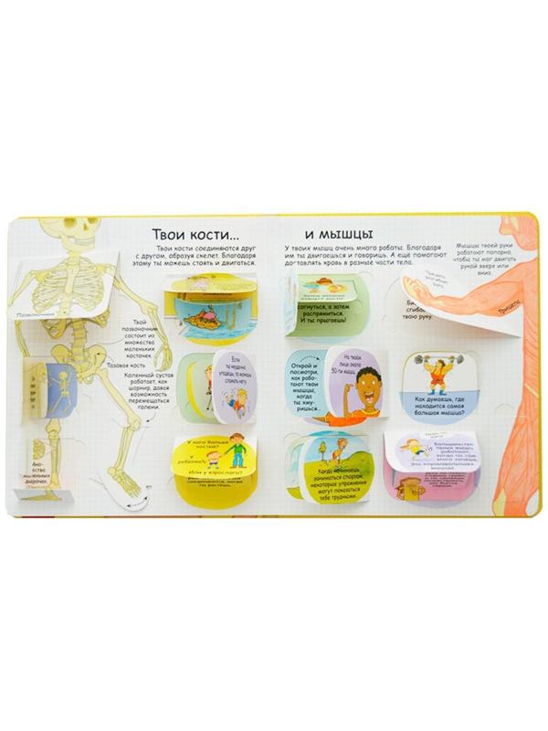 Волшебные створки «Секреты человека»