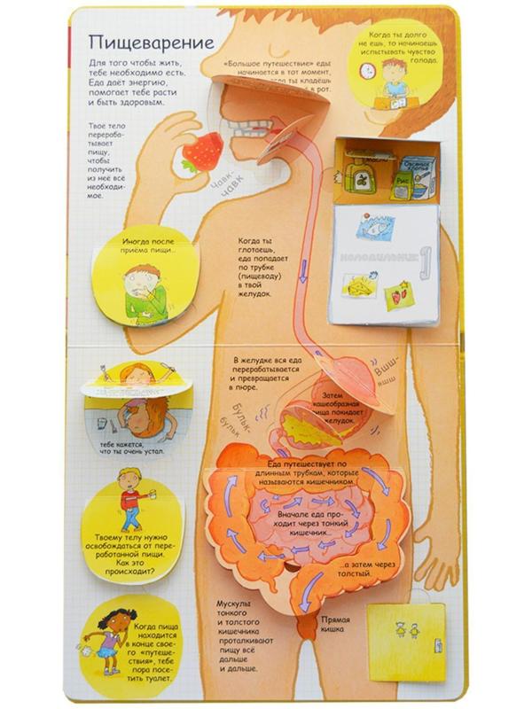 Волшебные створки «Секреты человека»
