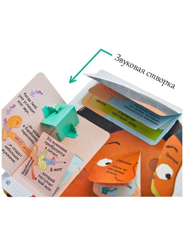 Волшебные створки «Секреты человека»