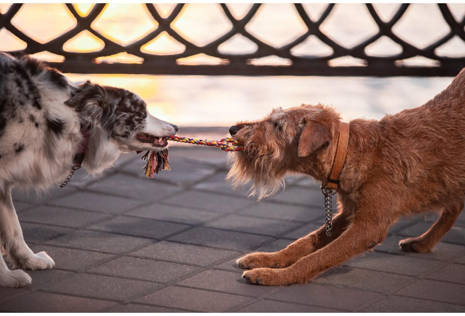 Игрушка тренировочная канатная 