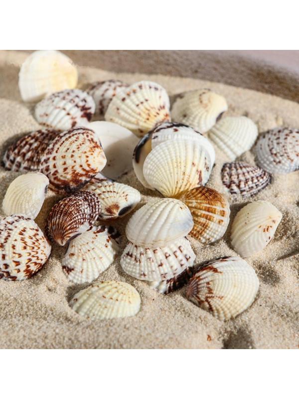 Набор ракушек, 2,5 - 4 см, 100 г