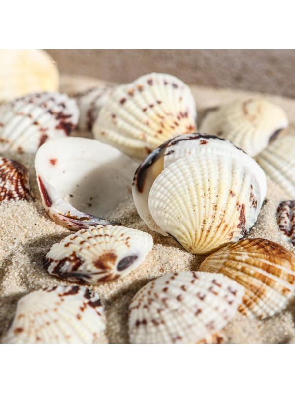 Набор ракушек, 2,5 - 4 см, 100 г
