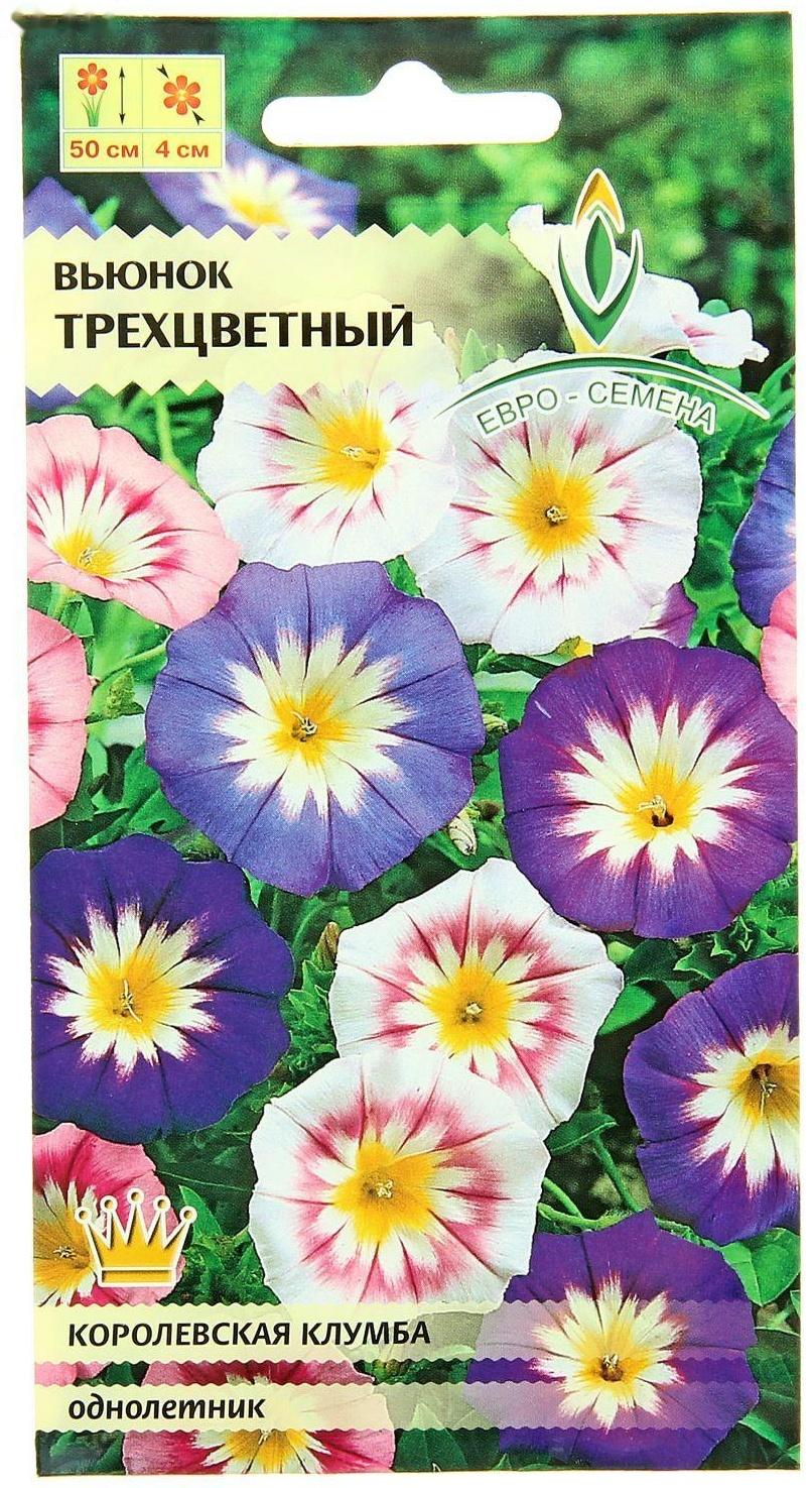 Семена цветов Вьюнок трехцветный,смесь однолетник 0,5 г.