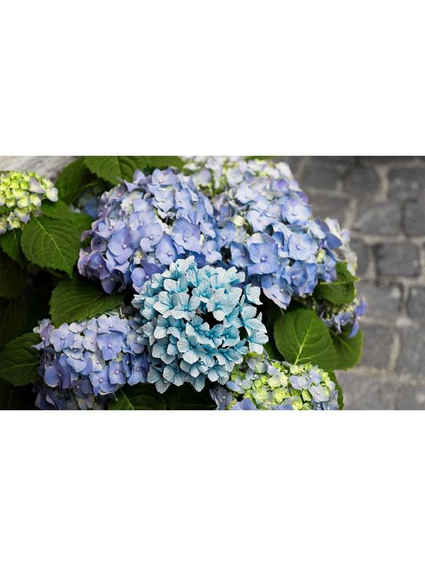 Бумага для упаковки и поделок, гофрированная, нежно-голубая, однотонная, двусторонняя, рулон 1 шт., 0,5 х 2,5 м