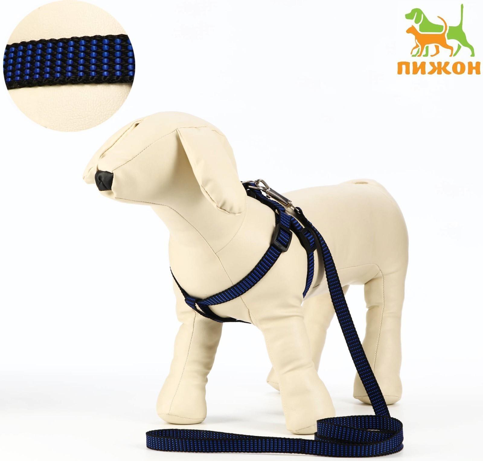 Комплект амуниции рельефный, 1,5 см, шлейка 36-49 см, поводок 120 см, сине-чёрный