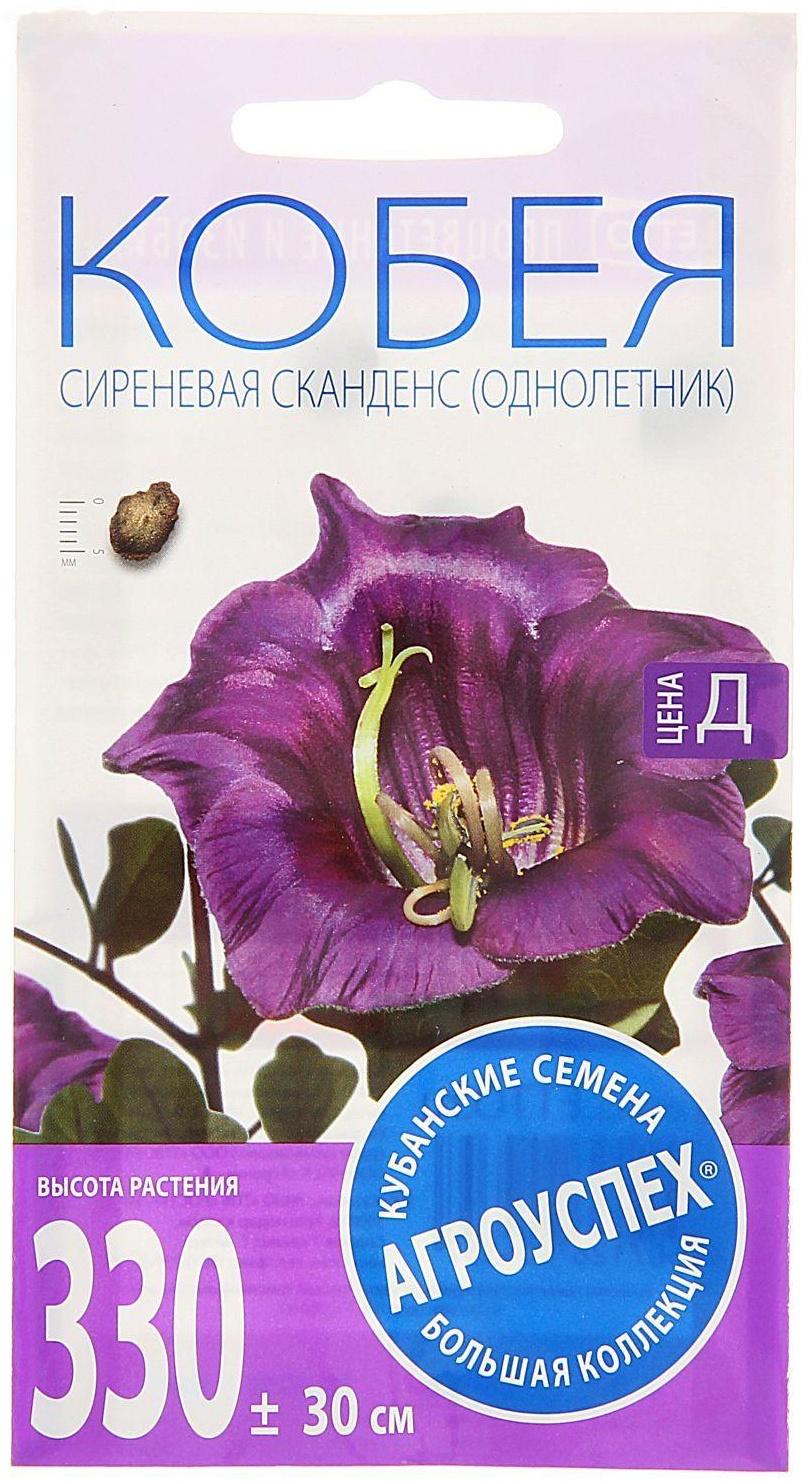 Семена цветов Кобея 