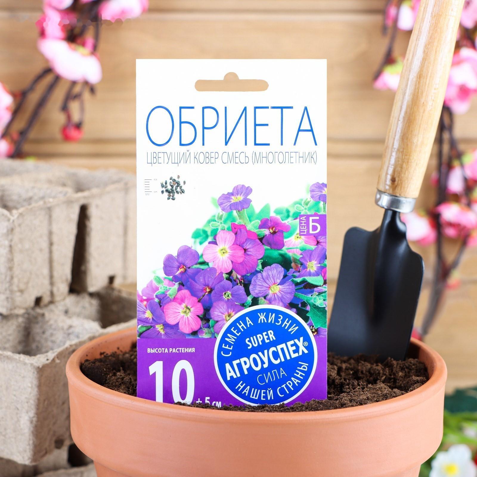 Семена цветов Обриета 