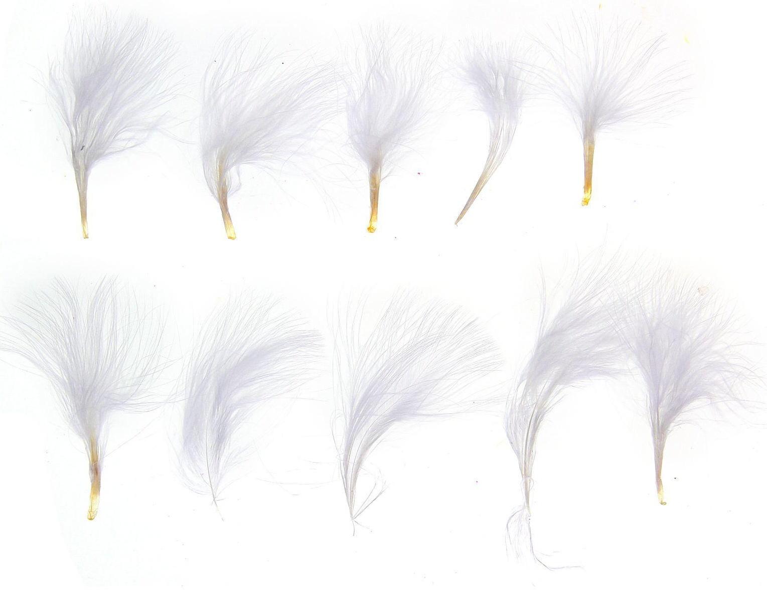 Набор перьев для декора 10 шт., размер 1 шт: 7 × 7 см, цвет белый