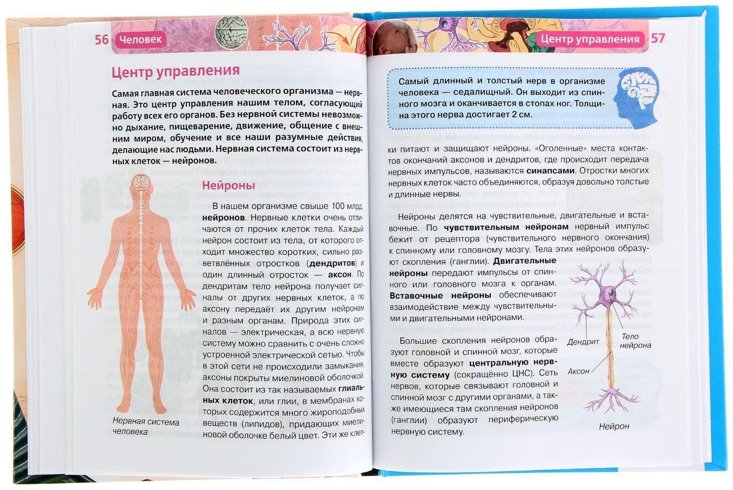 Детская энциклопедия «Человек»