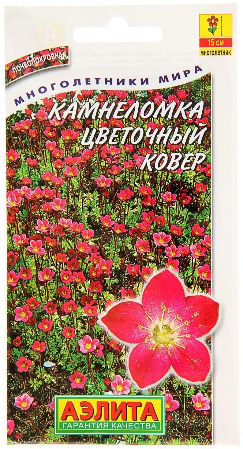 Семена цветов Камнеломка 