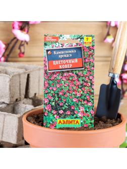 Семена цветов Камнеломка 