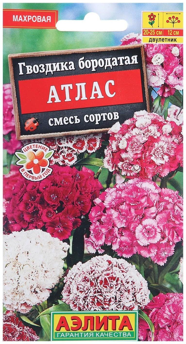 Семена цветов Гвоздика 