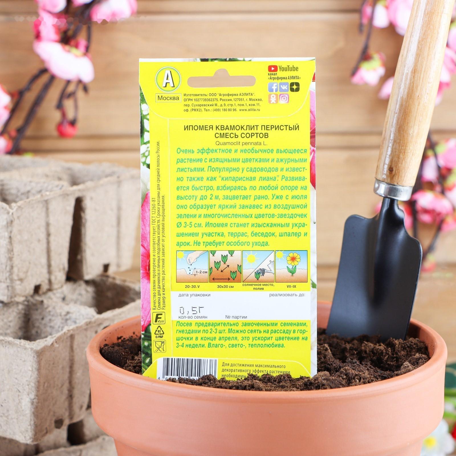 Семена цветов Ипомея 