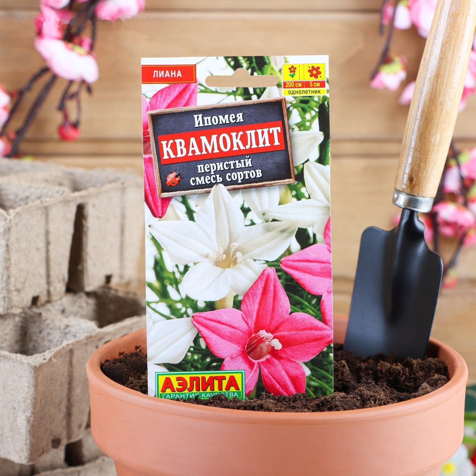 Семена цветов Ипомея 