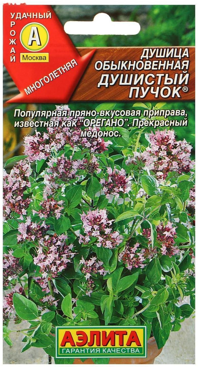 Семена  Душица обыкновенная 