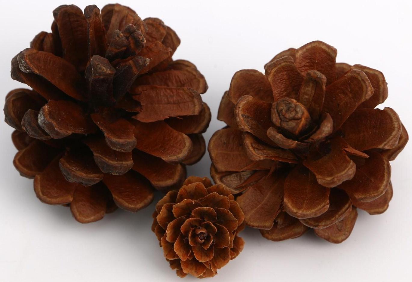 Набор природного декора «Кладовая солнца»,