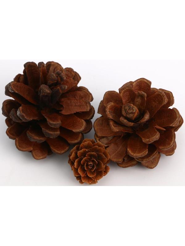 Набор природного декора «Кладовая солнца»,