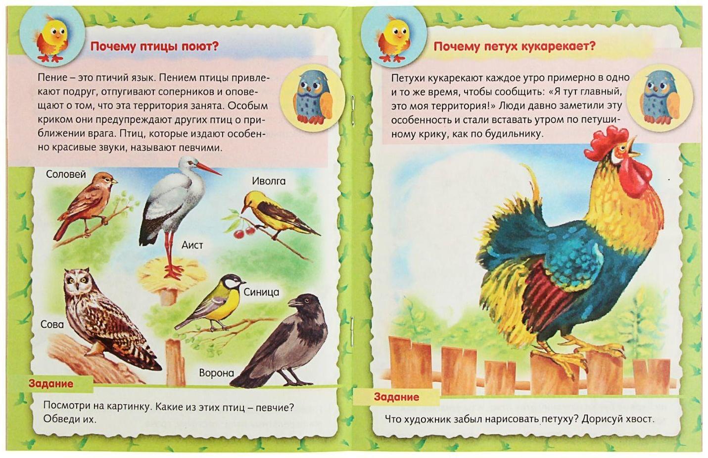 Маленькому почемучке «О птицах», Султанова М.