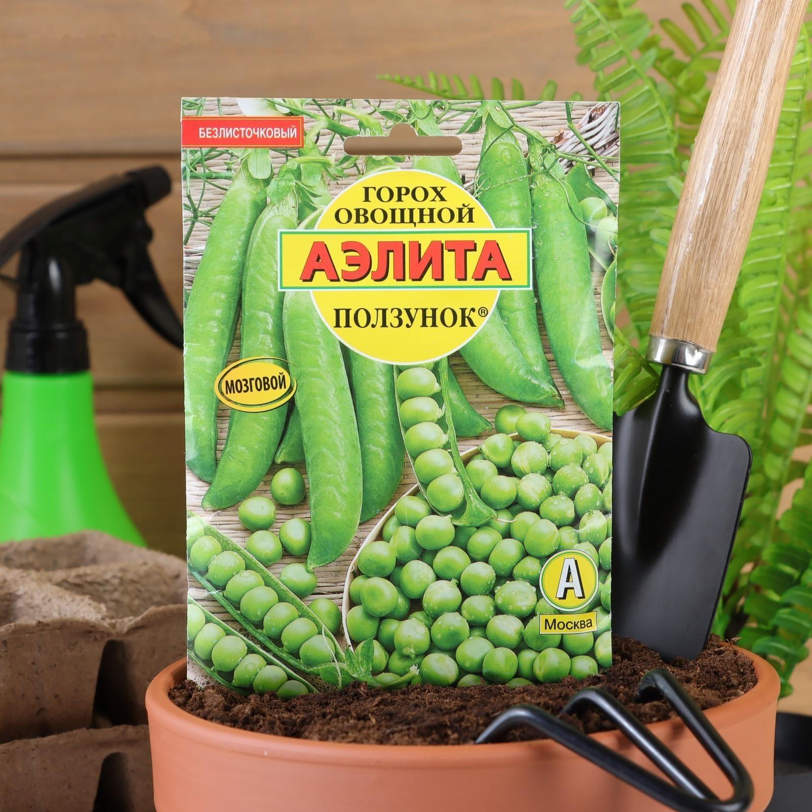 Семена Горох 