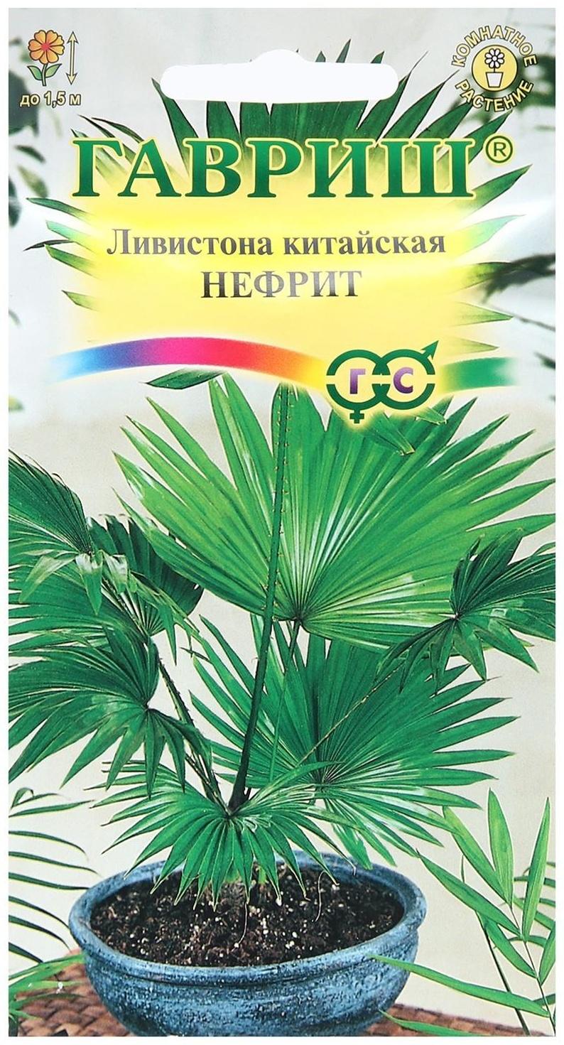 Семена комнатных цветов Ливистона 