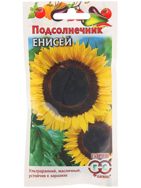 Семена Подсолнечник 