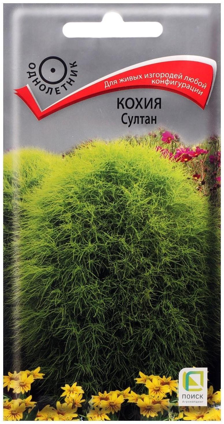 Семена цветов Кохия 