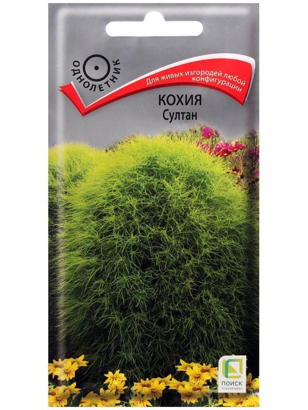 Семена цветов Кохия 