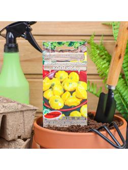 Семена Патиссон Копейка, 7 шт