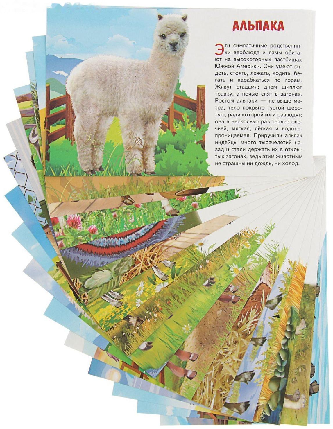 Обучающие карточки «Домашние животные»