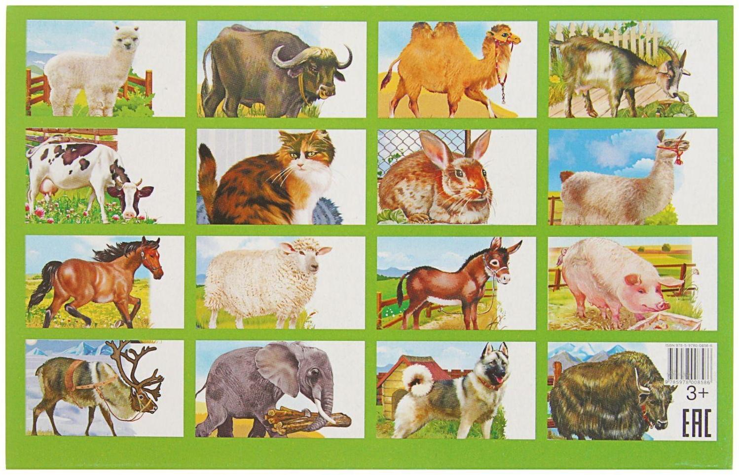 Обучающие карточки «Домашние животные»