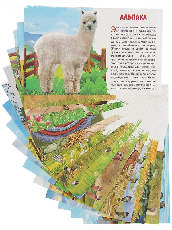 Обучающие карточки «Домашние животные»