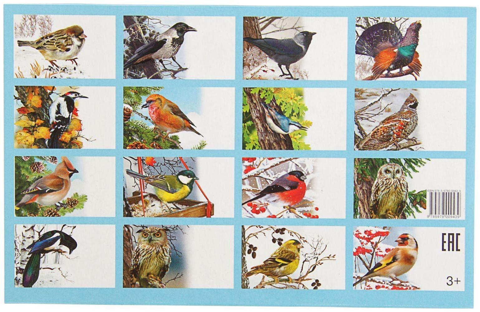 Обучающие карточки «Зимующие птицы России», 16 карточек