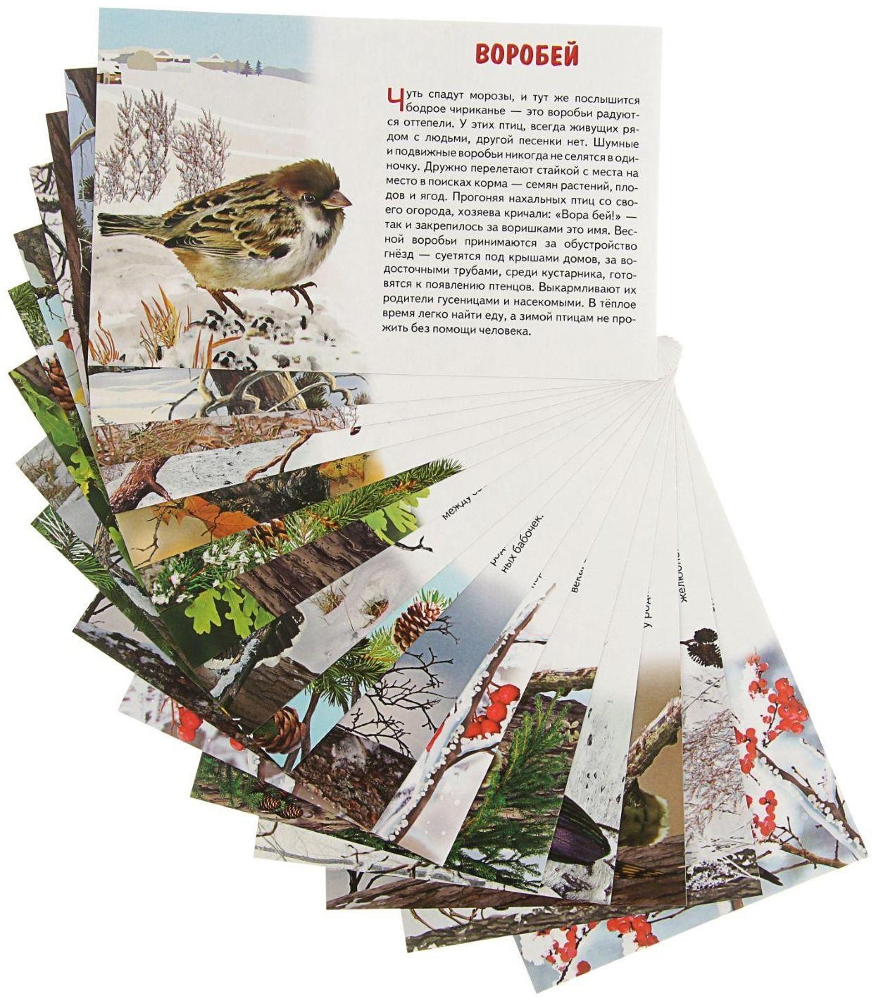 Обучающие карточки «Зимующие птицы России», 16 карточек