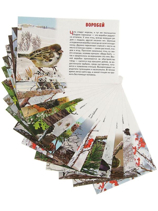 Обучающие карточки «Зимующие птицы России», 16 карточек