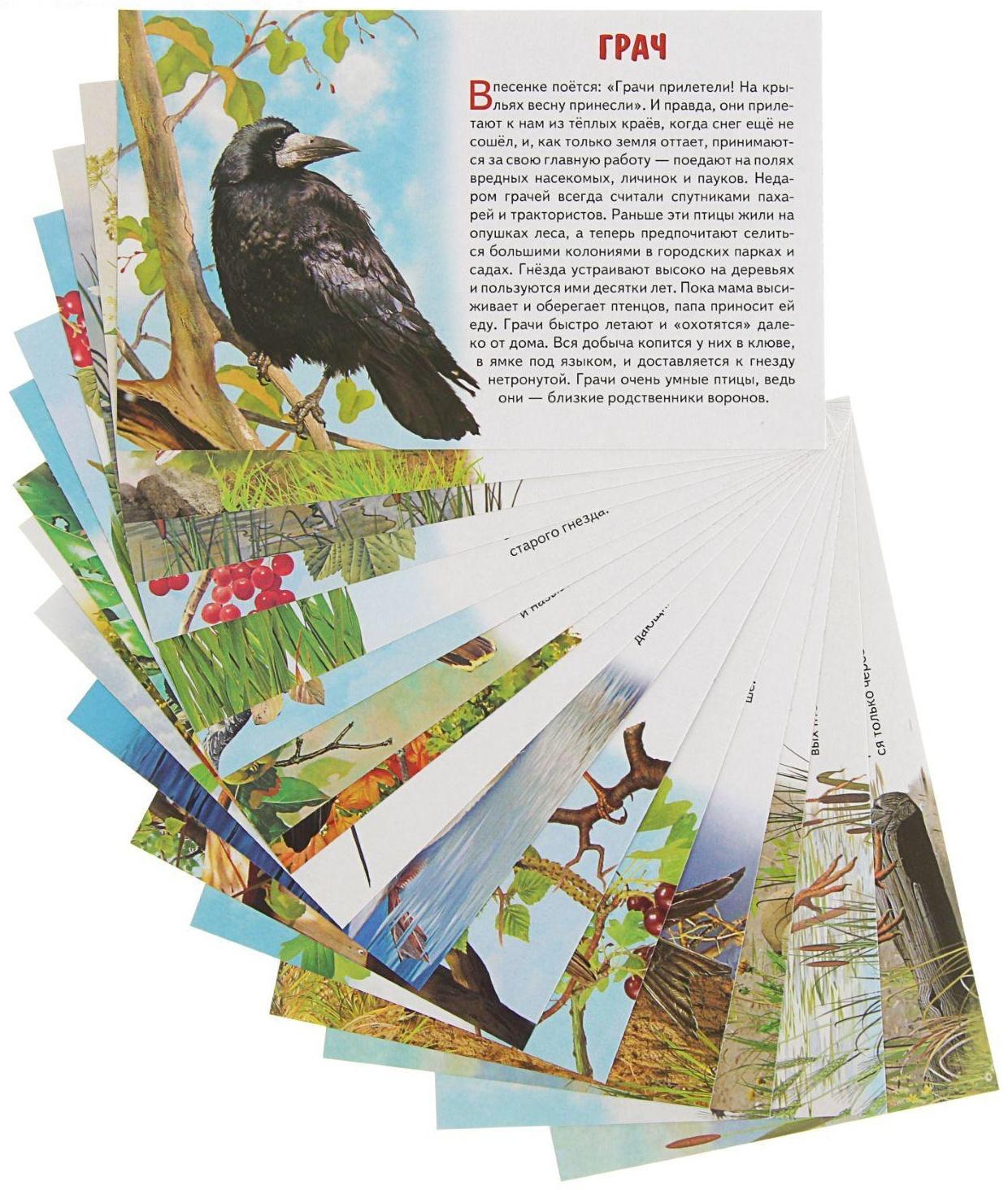 Обучающие карточки «Перелётные птицы России», 16 карточек