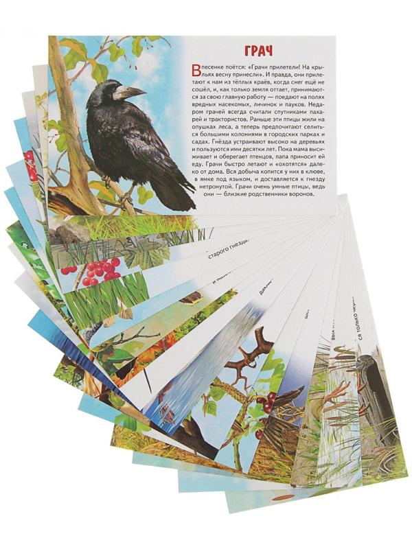 Обучающие карточки «Перелётные птицы России», 16 карточек