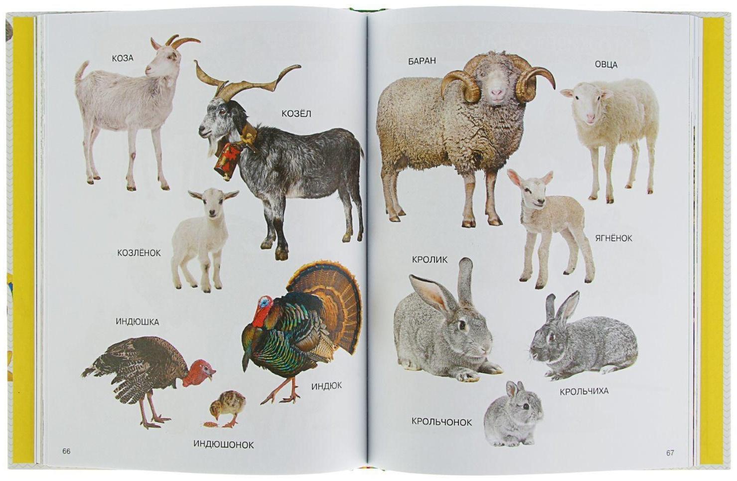 Энциклопедия малыша «Моя первая книга»