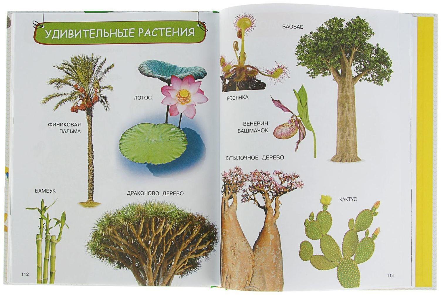 Энциклопедия малыша «Моя первая книга»