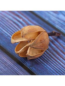 Сухие цветы кунжута, 30 г, цвет натуральный