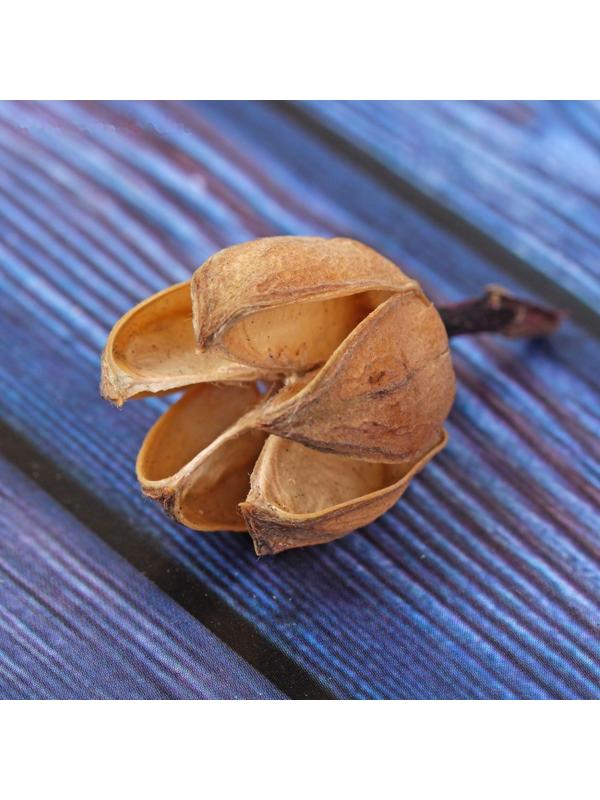 Сухие цветы кунжута, 30 г, цвет натуральный