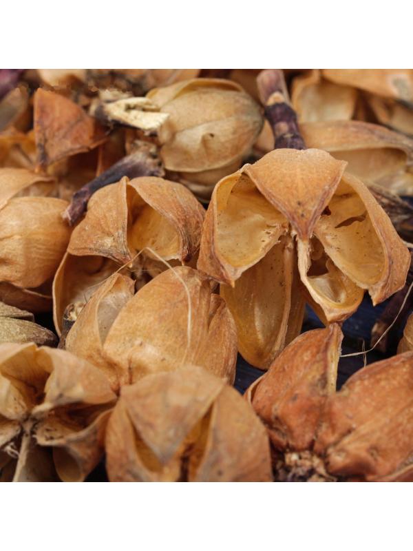 Сухие цветы кунжута, 30 г, цвет натуральный