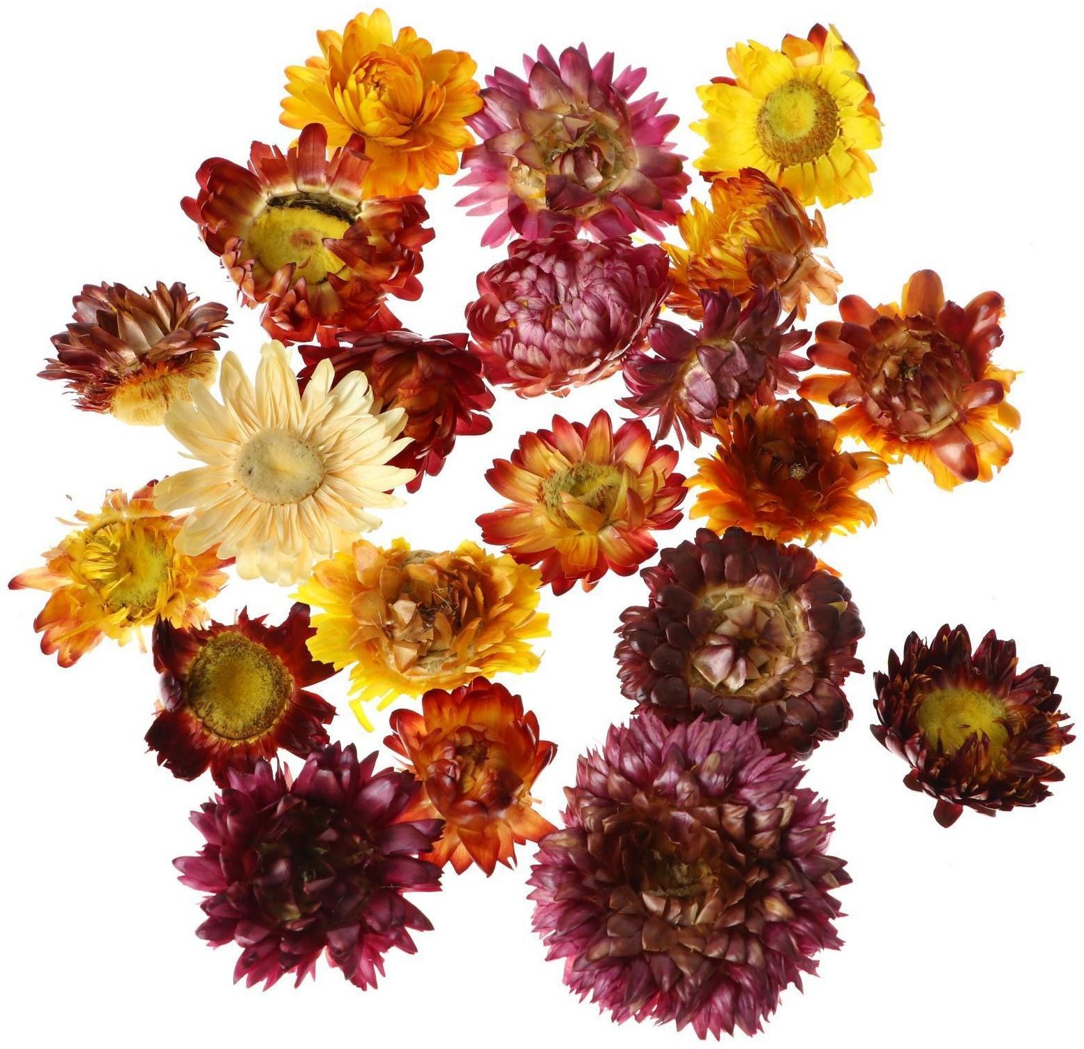 Сухие цветы бессмертника, 15 г