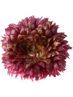 Сухие цветы бессмертника, 15 г