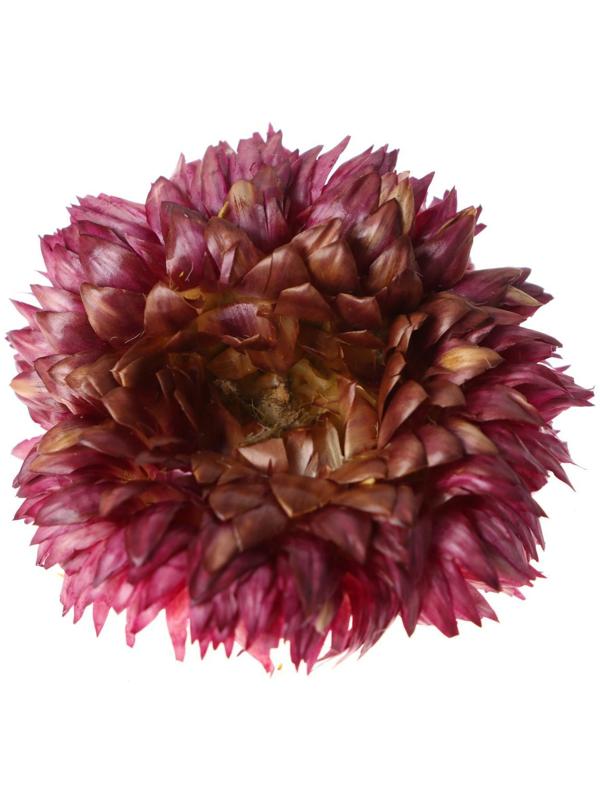 Сухие цветы бессмертника, 15 г