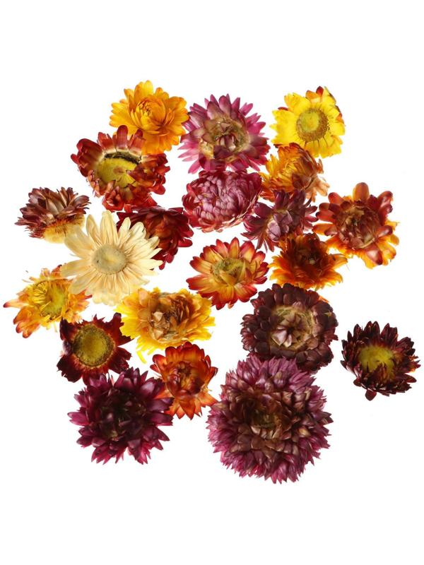 Сухие цветы бессмертника, 15 г