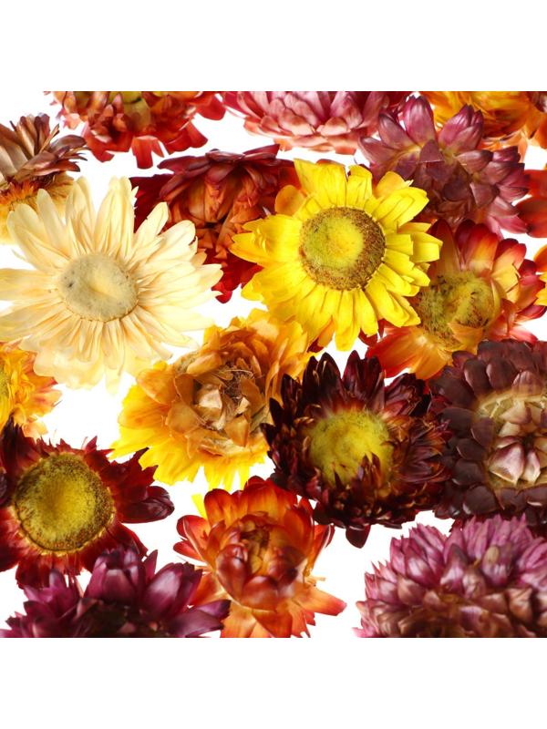 Сухие цветы бессмертника, 15 г